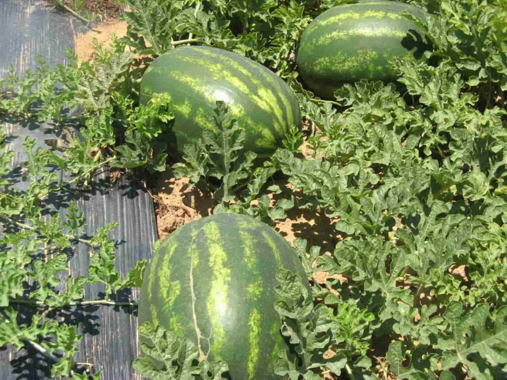 Ilia - Gastronomy Tours Ilia