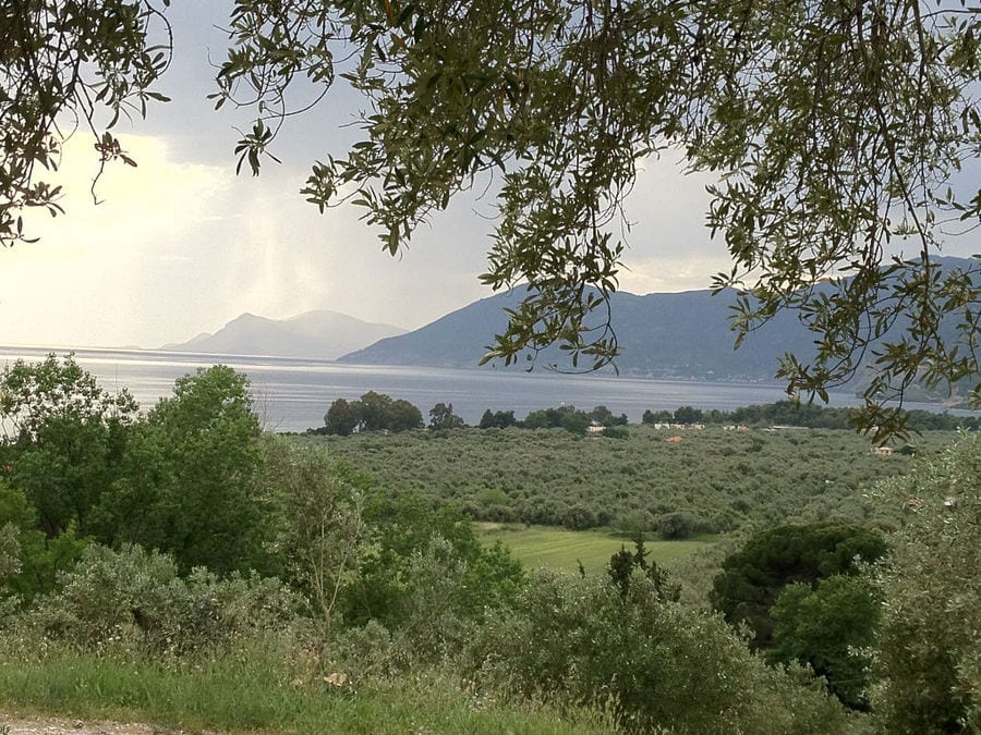 view of trees at 'Eleonas' with the sea and mountains at the background