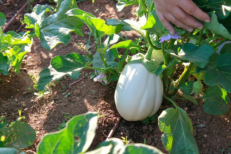 Must Eat Places in Santorini: - Gastronomy Tours white Eggplant of Santorini