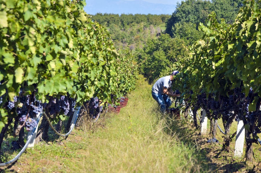 'Vaeni Naoussa' vineyards full of bunches of black grapes