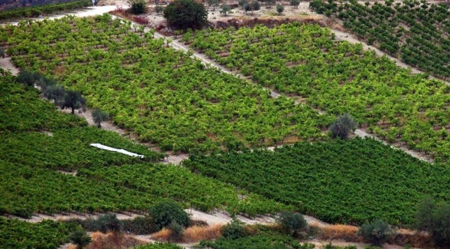 poster with vineyards for Great Days of Nemea 2018!