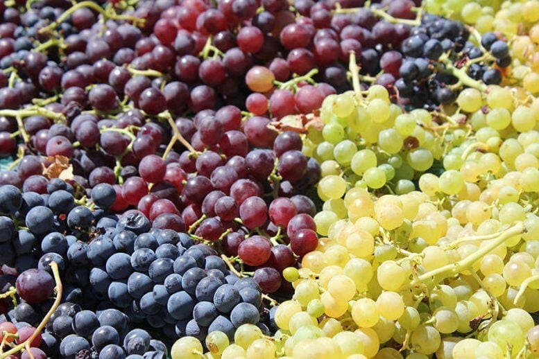 Grape a fruit with high nutritional value
