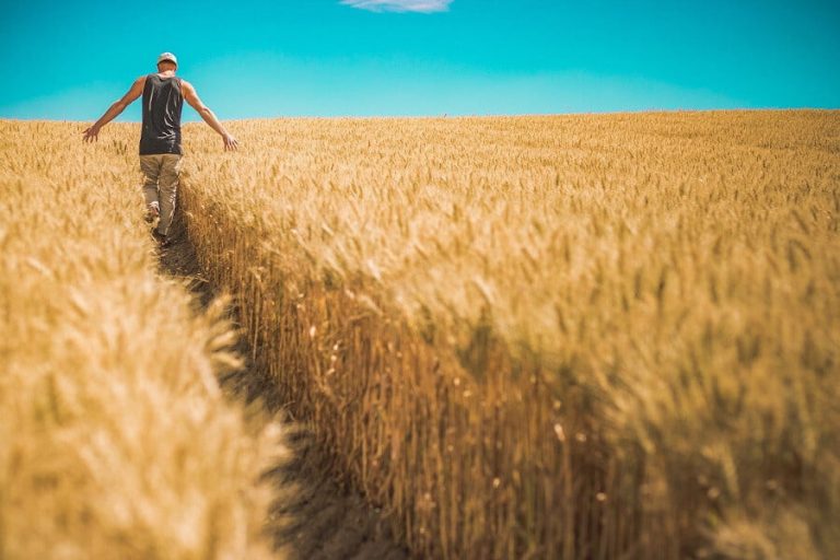 tourist walking in ripe wheat fields and Greece Prepares Agrotourism Strategy|