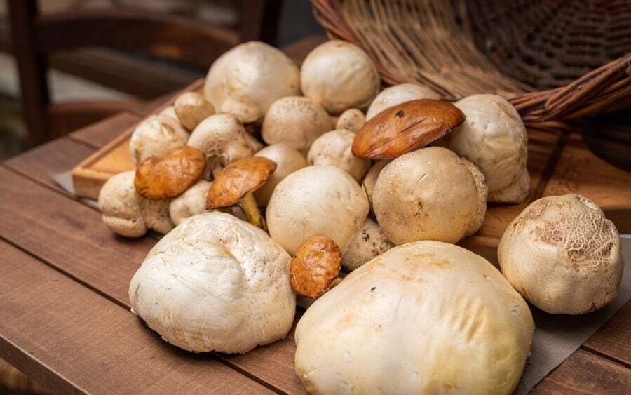 close-up of mushrooms from 7 Incredible Places for Mushroom Hunting in Greece|||||||||