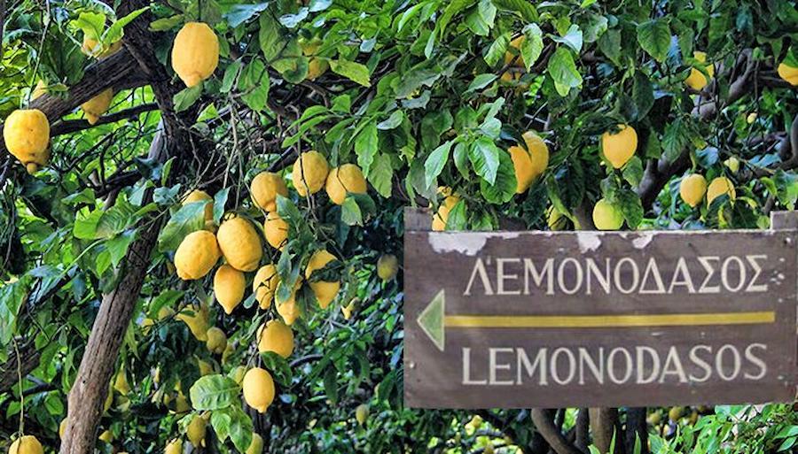 Close-up of lemon tree with ripe fruits at Poros, Greece.