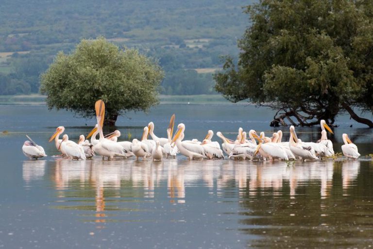 pelicans on Kerkini lake in Greece