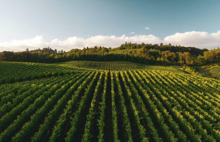 rows of vines at Olympia Land Estate vineyards in the background of trees