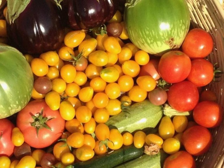 Close-up of tomatoes, yellow plums, pumpkins, cucumbers, eggplants and watermelons from Kamarantho