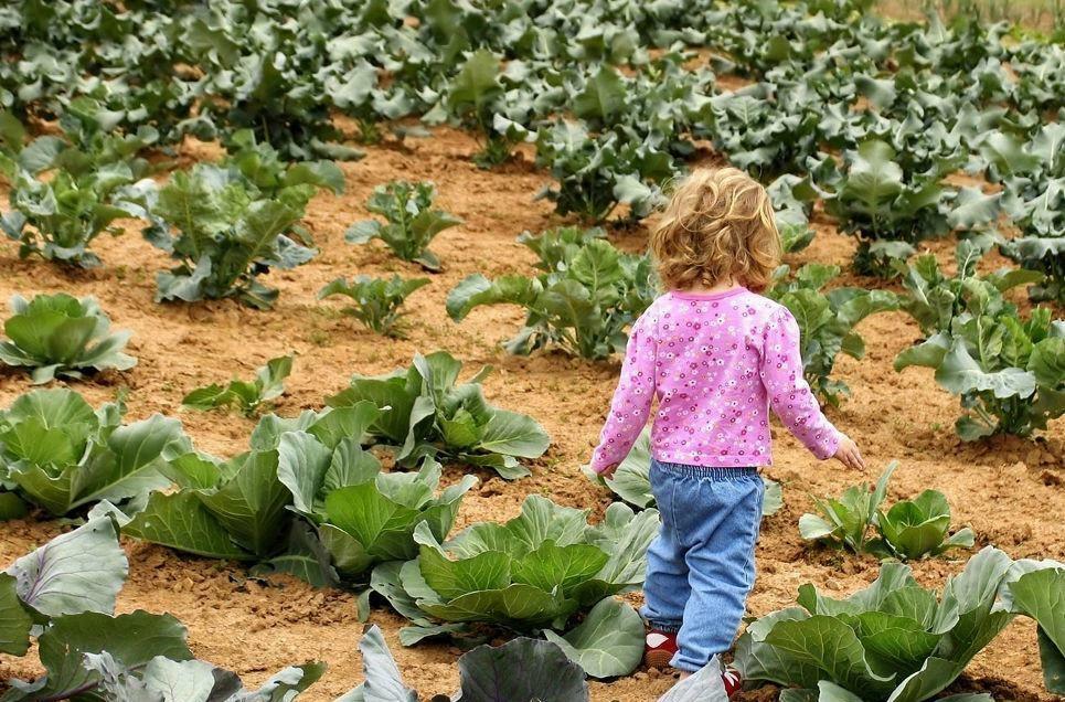 a little girl walking in cabbage Perivolaki crops|ducks on the pond with trees and dry grass in the background at Perivolaki farm