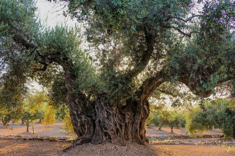 old olive tree surrounded by others olive trees||
