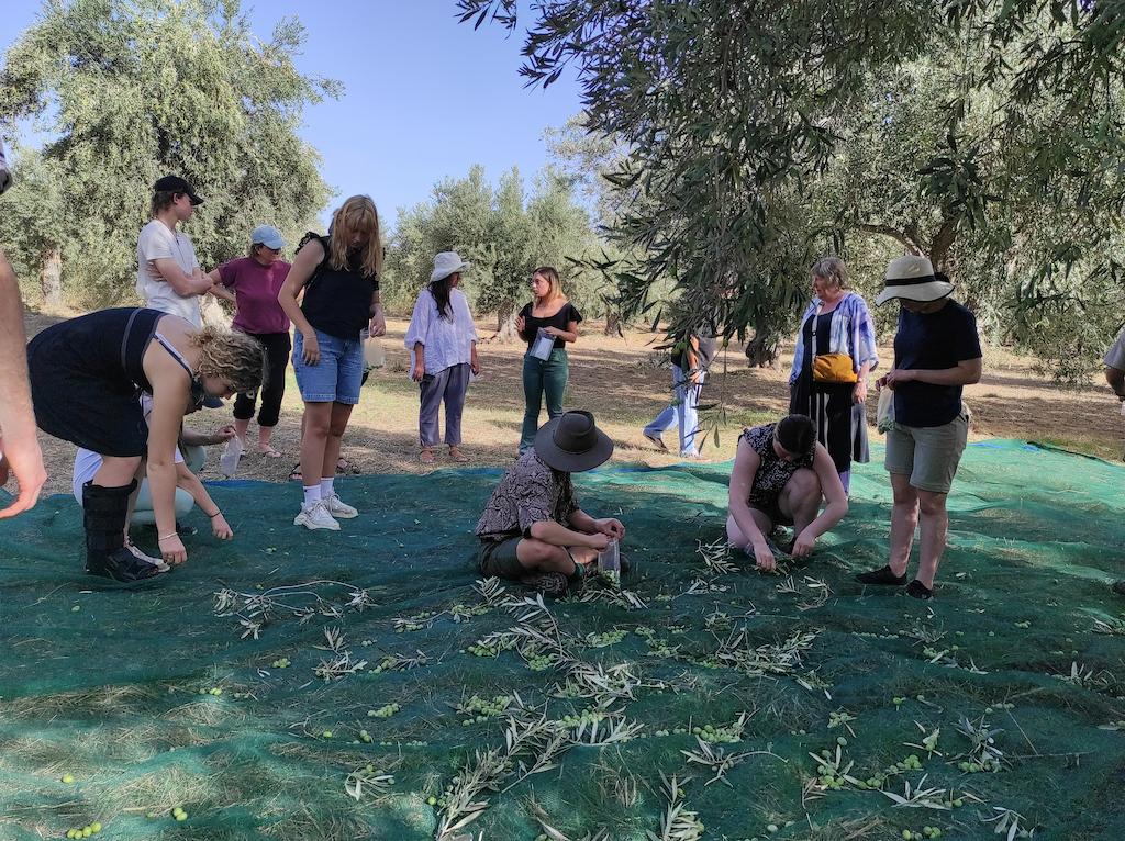 olive harvest at with green at olive grove and tourists pick olive