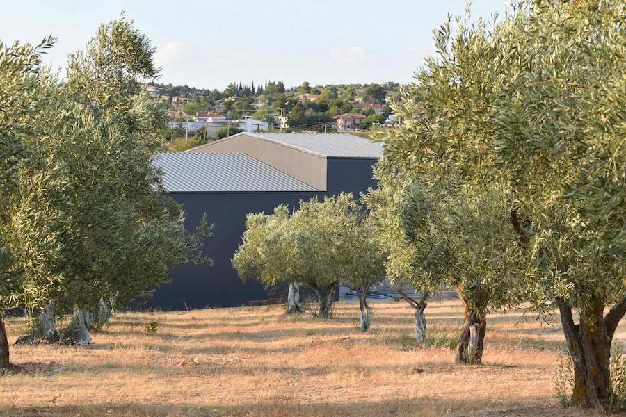 olive grove at Askra Olive Oil area