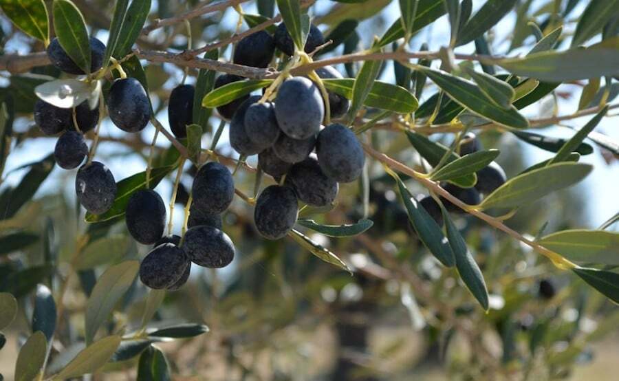 close-up of brunches of ripe olives at the World Olive Tree Day|