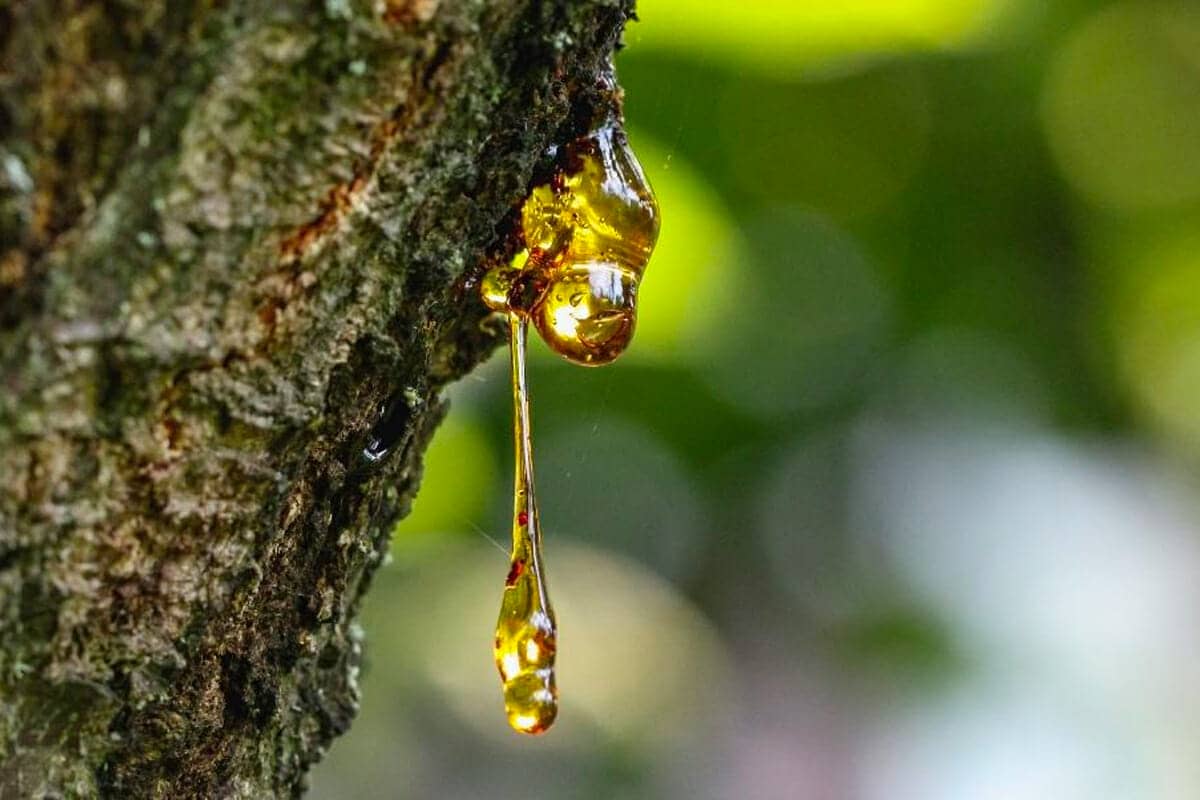 Retsina and Wine tourism - Gastronomy Tours