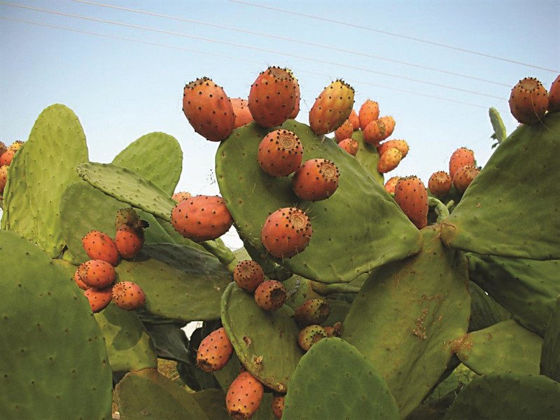 close-up of pears plant with fruits using to made Greek ‘mekila’ drink