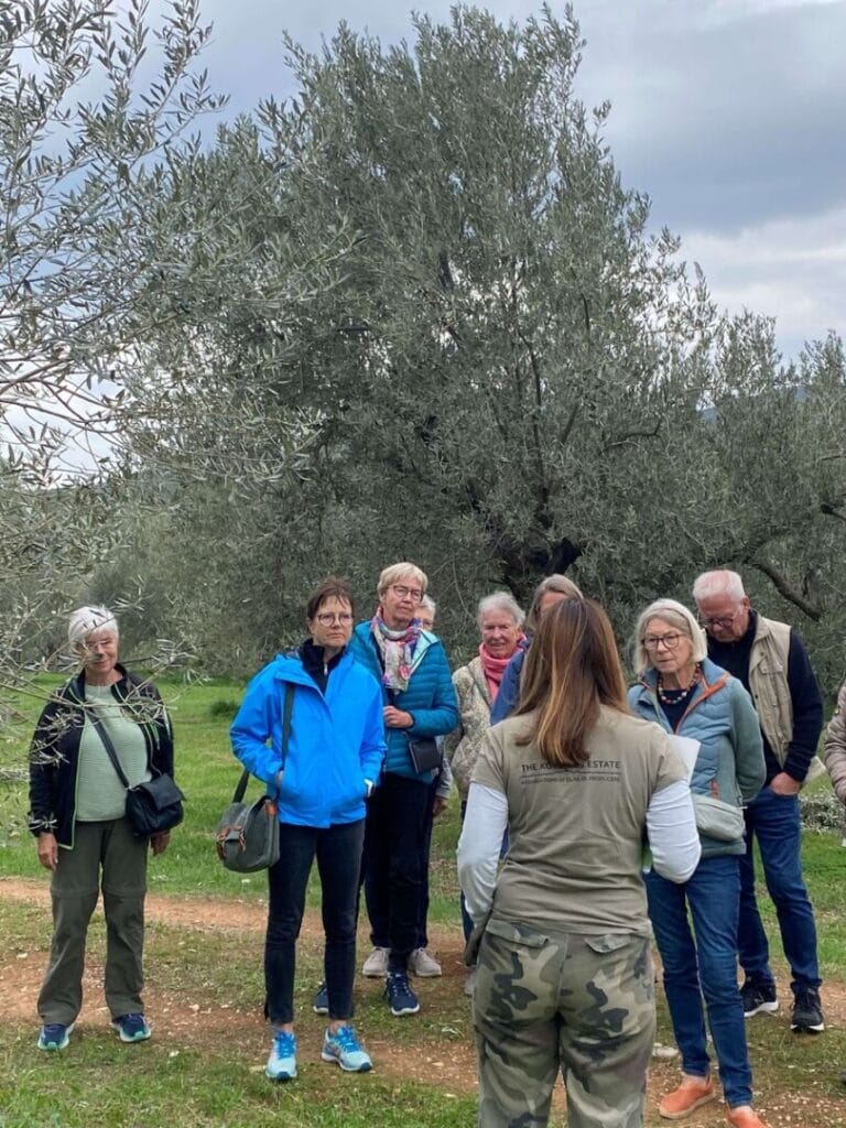Guided tour of the olive grove at Kotsonis Estate
