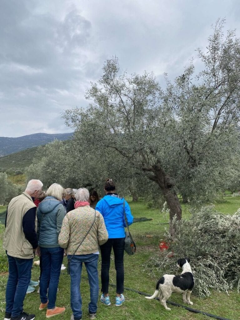 Guided tour of the olive grove at Kotsonis Estate