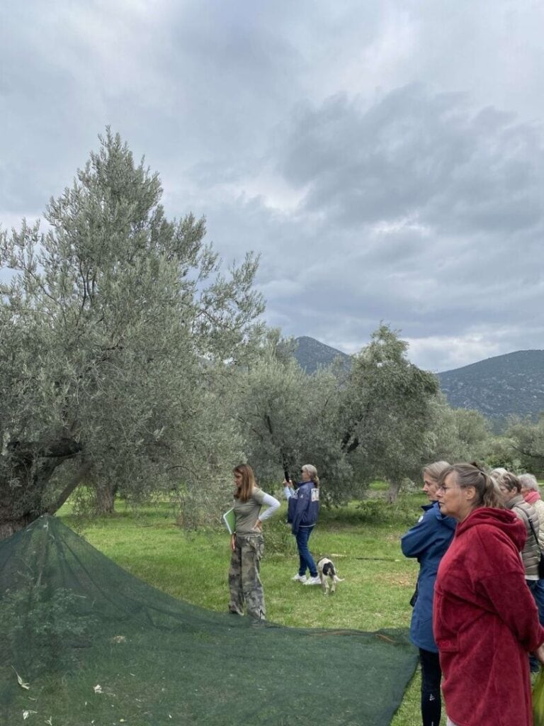 The tour guide explains the olive harvesting process to the visitors