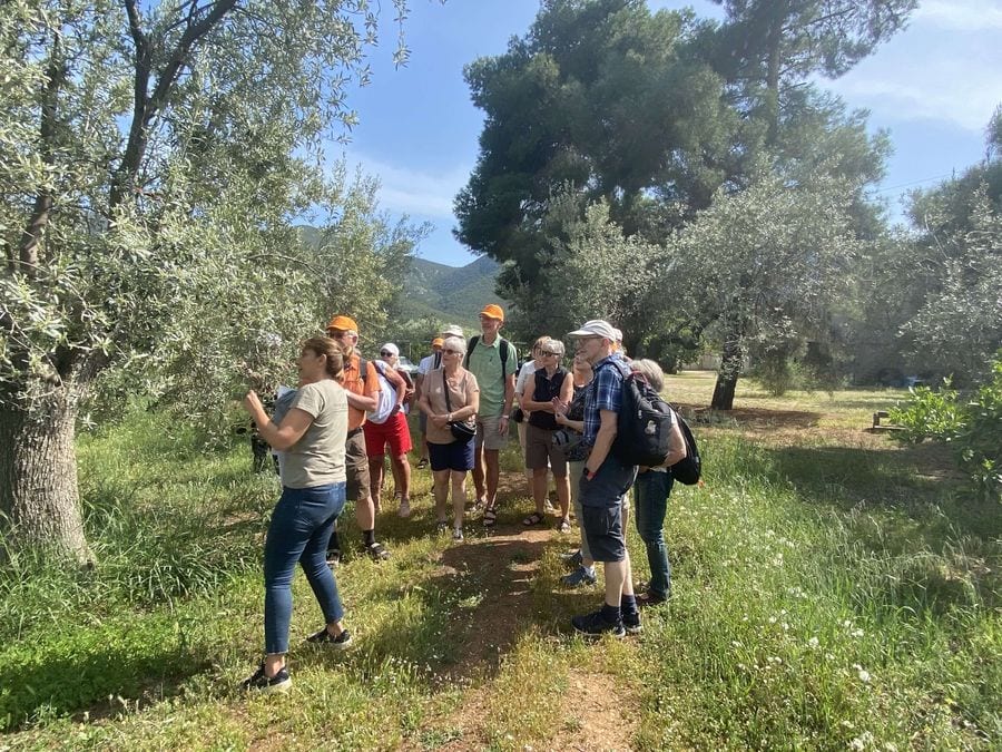 Guided tour of the olive grove at Kotsonis Estate