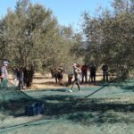 with rows of silvery-green trees stretching into the distance.