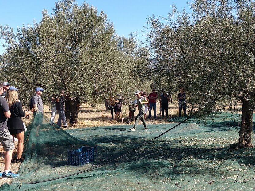 The tour guide explains the olive harvesting process to the visitors