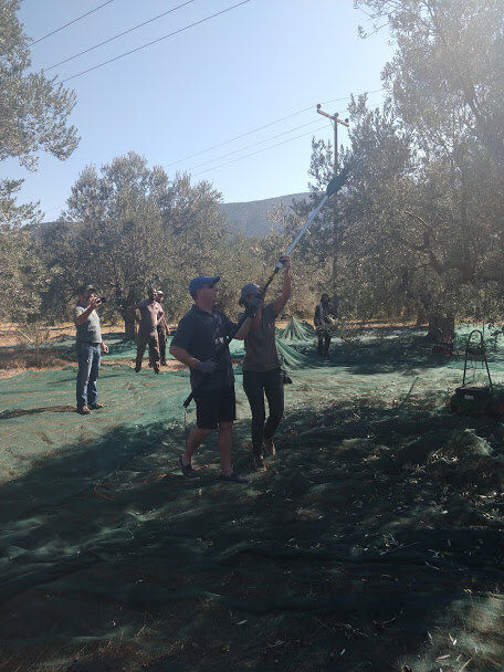 The tour guide helps a man to pick olives from the olive tree