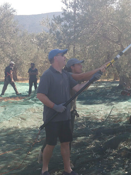 The tour guide helps a man to pick olives from the olive tree