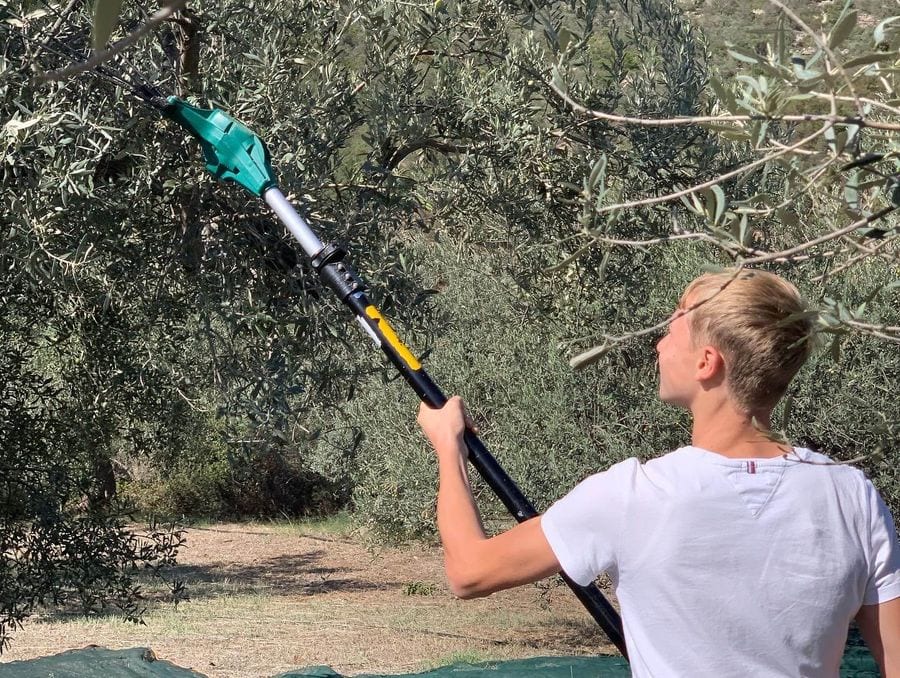 A man collects olives from the olive tree