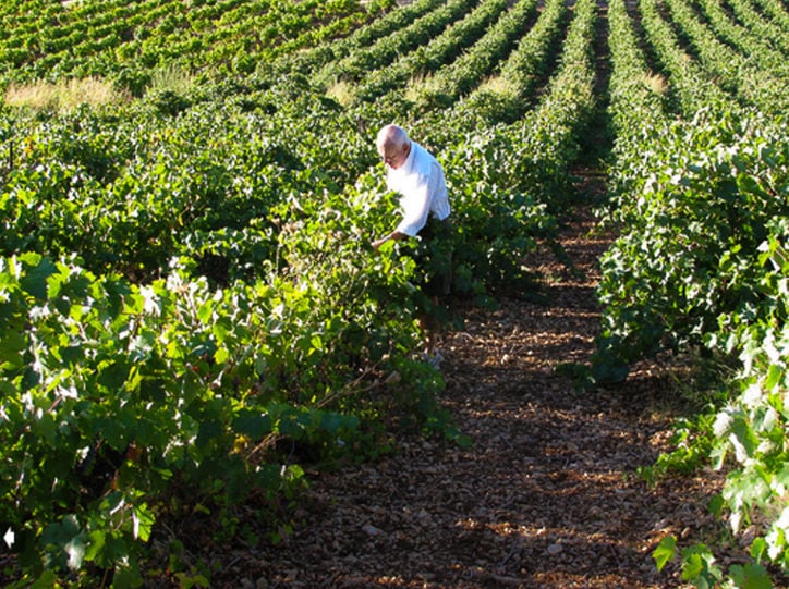 old man working in the Papantonis Winery vineyard