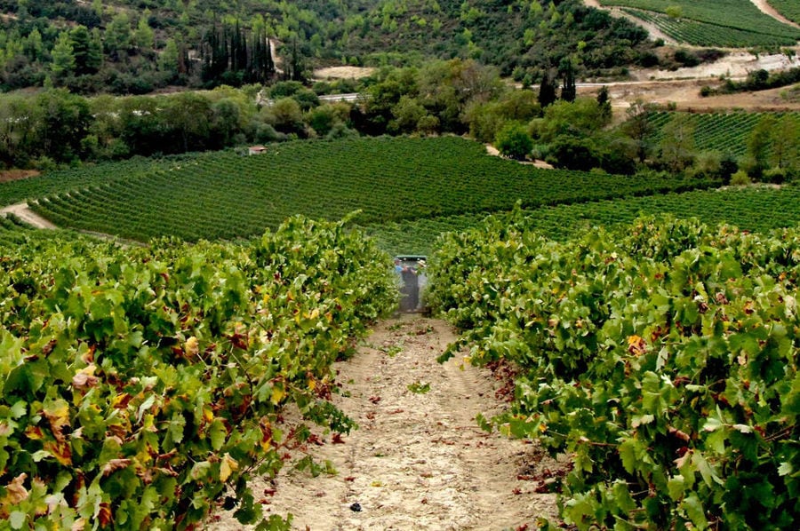 'Domaine Bairaktaris' vineyards in the background of trees and mountains