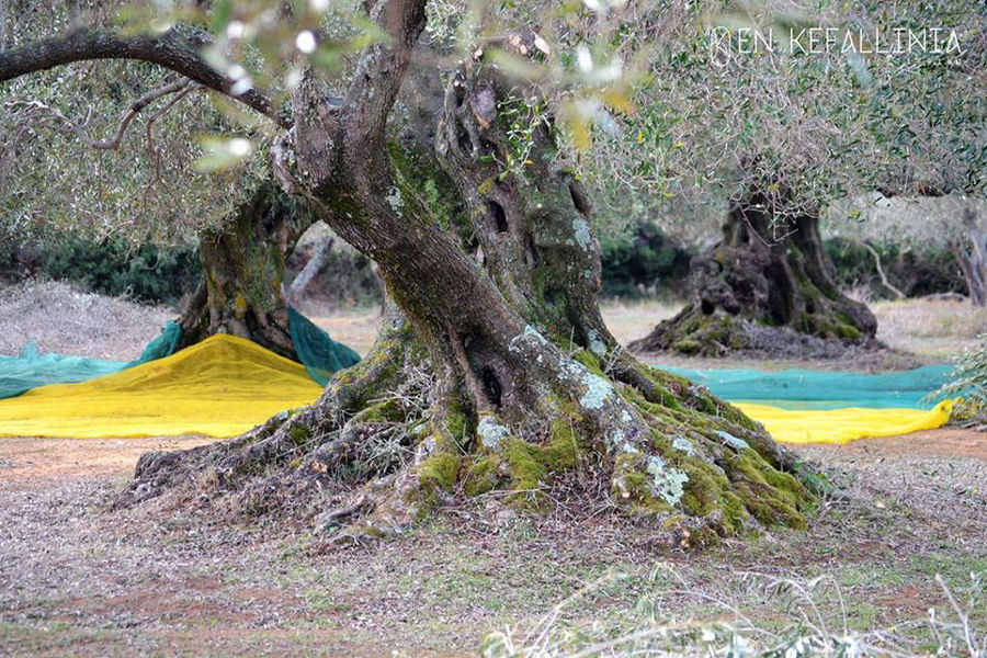 old trunks of olive trees and lying raffia on the ground with olives at En Kefallinia Organic Farm Restaurant