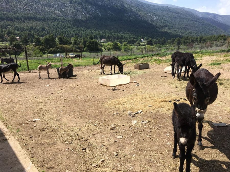 a group of donkeys at 'Gala Onou' farm in the background of trees