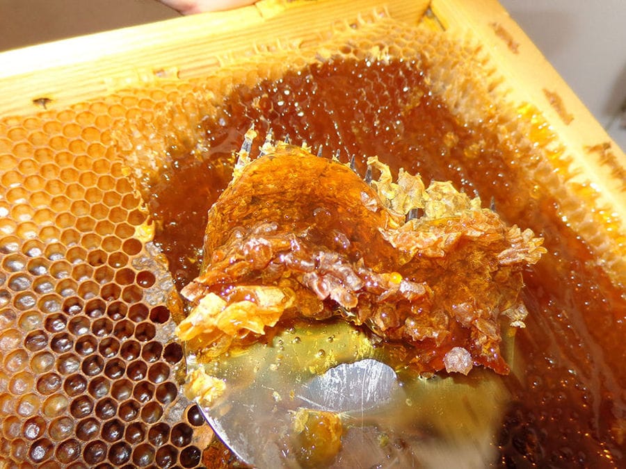 man collecting honeycomb using a shovel from the honeycomb panel at 'Gea Olympou'