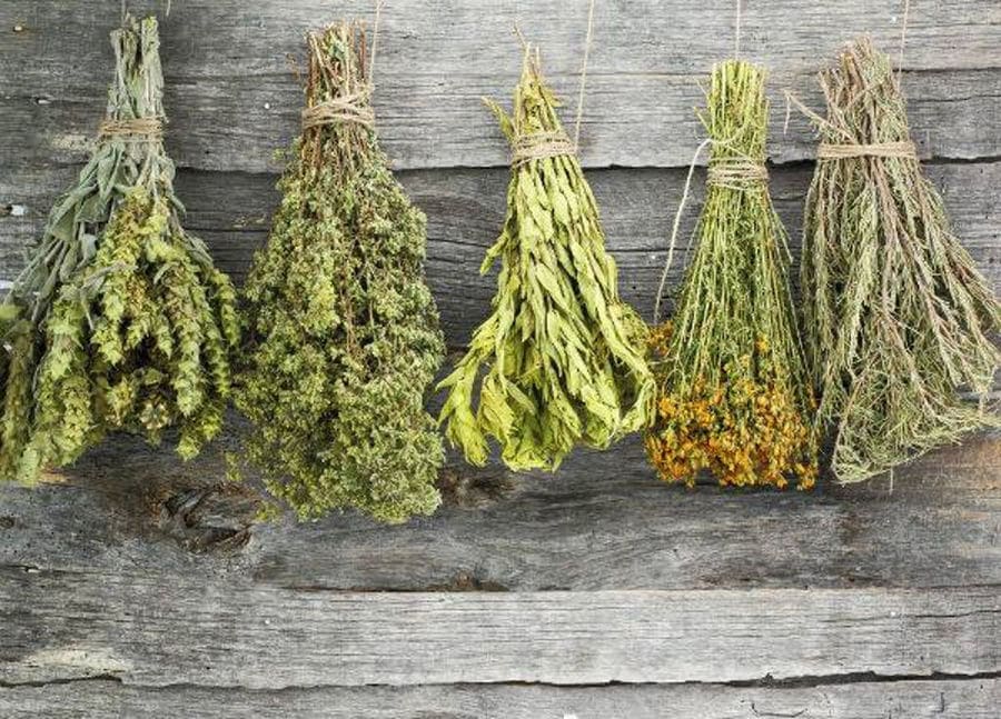 bunches of aromatic herbs like calendula or Sideritis or rosemary hanging from the wood support for drying at 'Olympus Herbs' crops