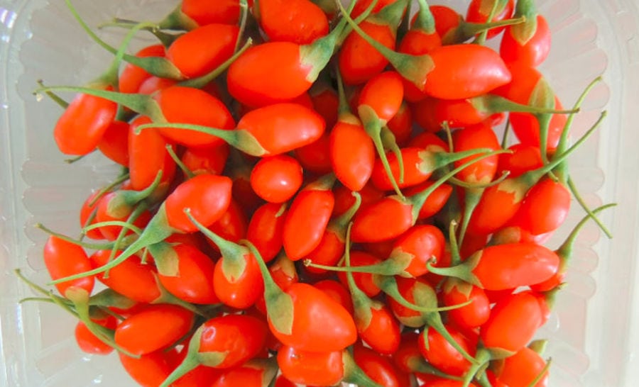 close-up of fresh goji berries from Kollia Organic Farm crops