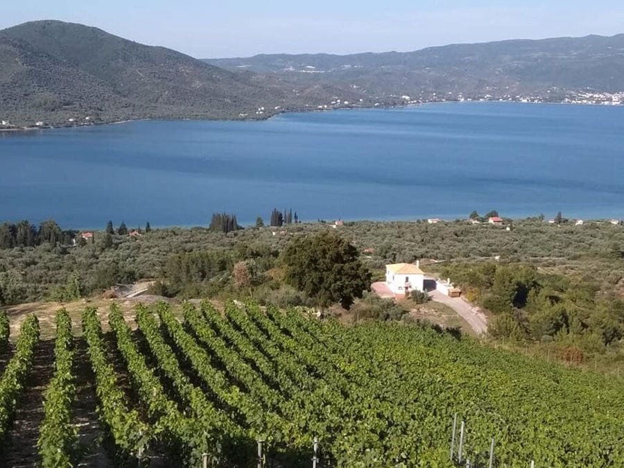 Vriniotis Winery from above, surrounded by trees, rows of vines, mountains and the sea