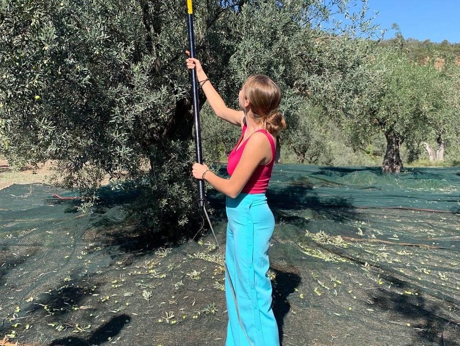 A woman collects olives from the olive tree