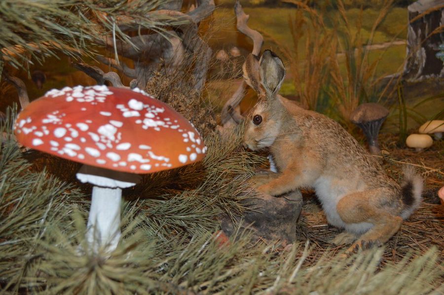 amanita mushroom model and rabbit specimen at 'Mushroom Museum Meteora'