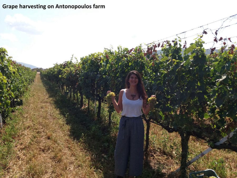 young woman smiling happily at the camera and holding bunches of grapes at Antonopoulos Farm vineyard