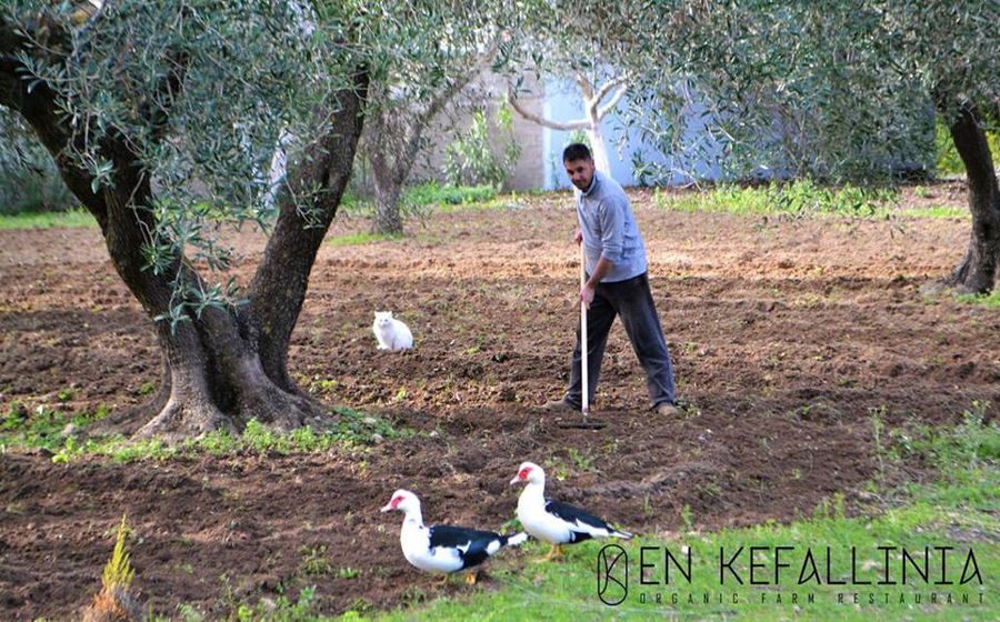 a man raking surrounded by olive trees and a white cat and two ducks at En Kefallinia Organic Farm Restaurant