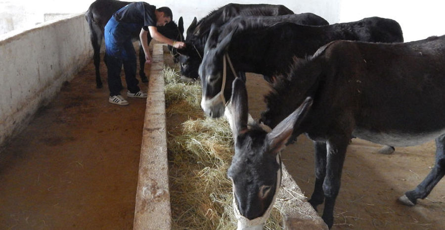 man feeding the stone trough with hay and donkeys eating inside in 'Gala Onou' stable farm