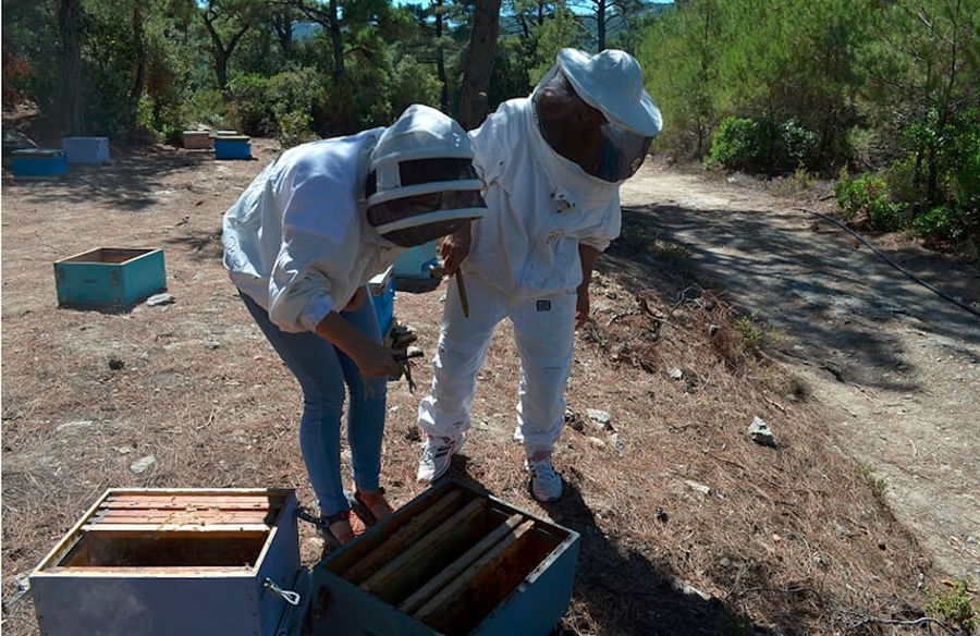 a man and a woman beekeepers watching inside of bee hive on the ground at 'Melissavet' with trees in the background