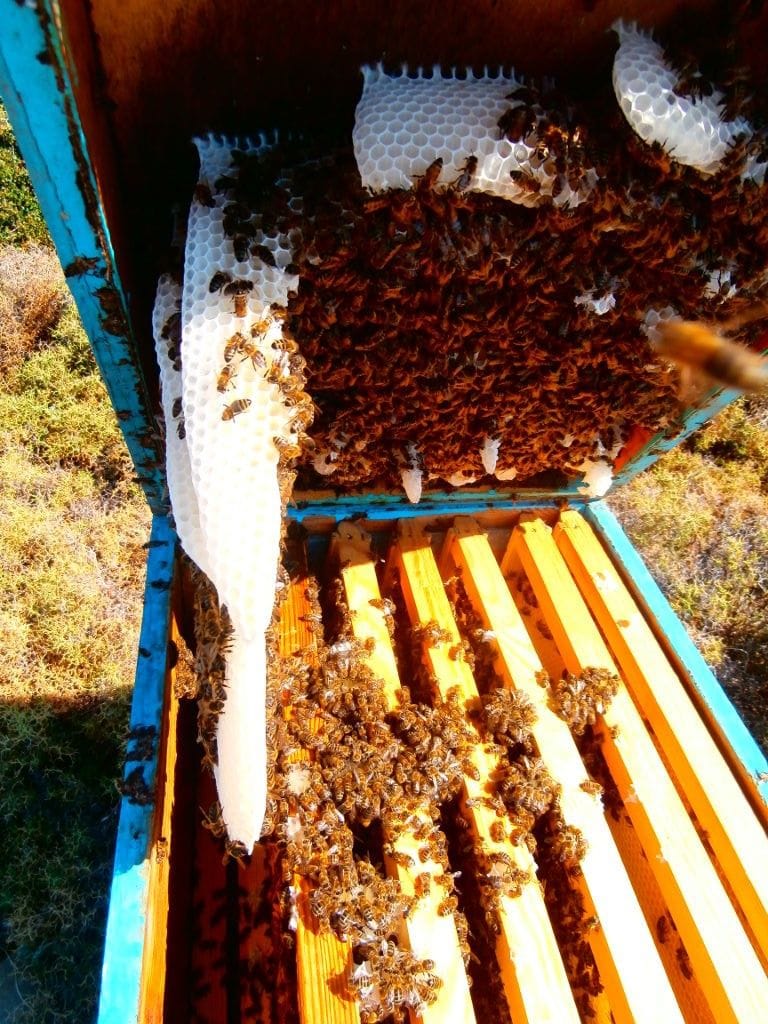 open hive with bees in nature from 'Naos' farm