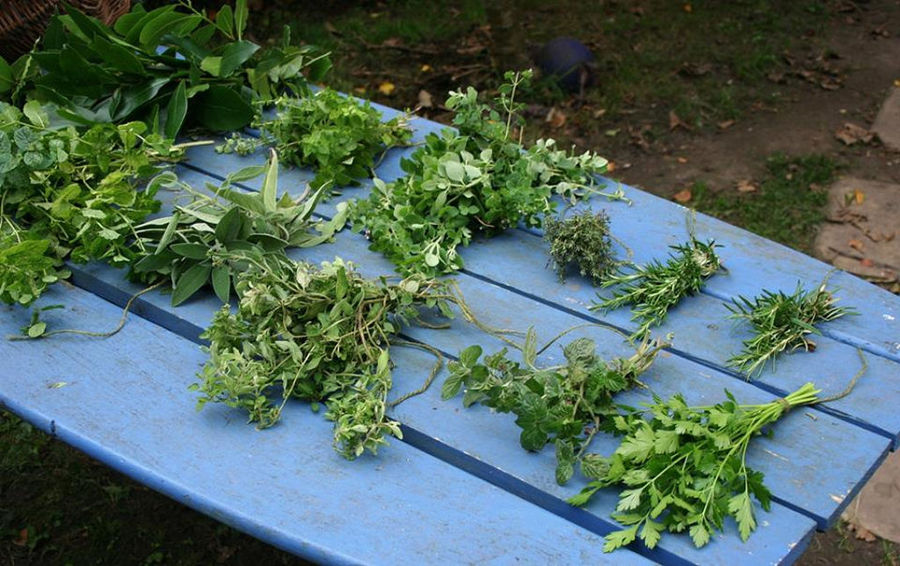 bunches of various fresh aromatic herbs on the wood table from 'Olympus Herbs' crops