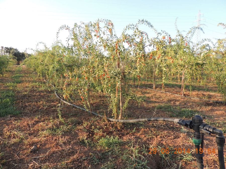 rows of goji berries trees with fruits at Kollia Organic Farm crops and a irrigation system on the ground