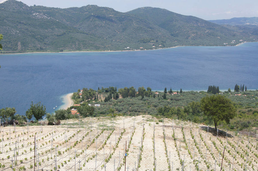 rows of vines at Vriniotis Winery in the background of blue sky, mountains and the sea