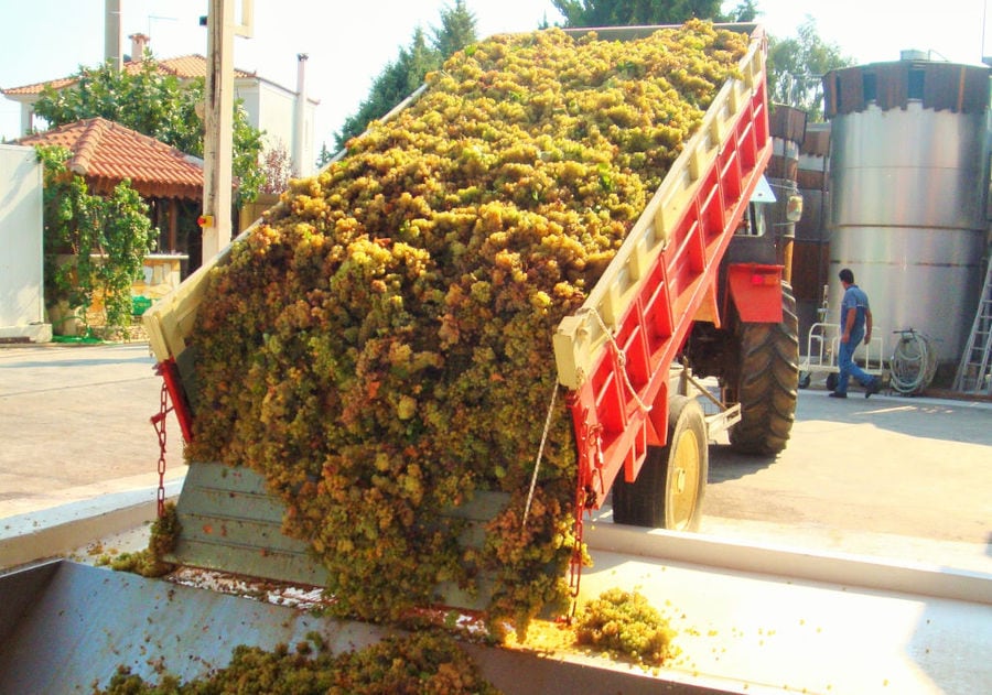 truck discharging grapes into aluminum vat at Zahaios facilities outside