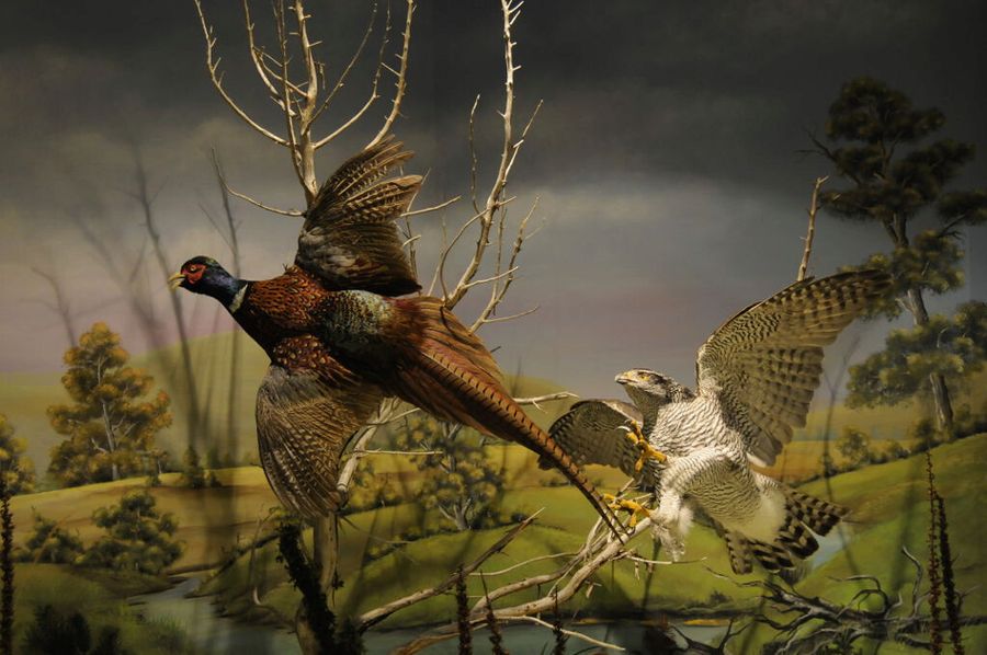 specimens of hawk ready to catch a bird at 'Mushroom Museum Meteora'