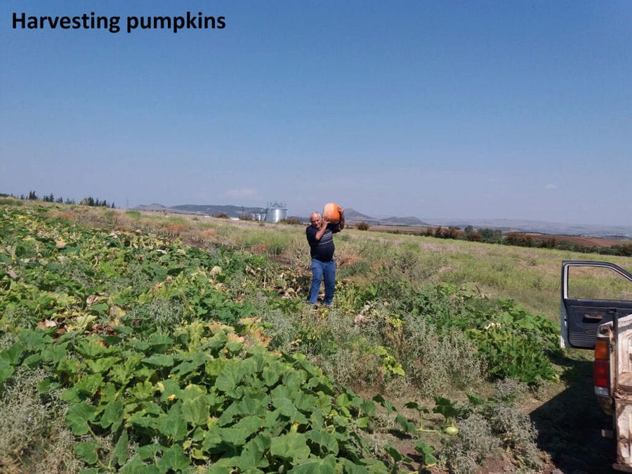 man currying a pumpkin at Antonopoulos Farm crops