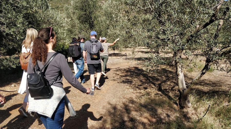 Guided tour of the olive grove at Kotsonis Estate